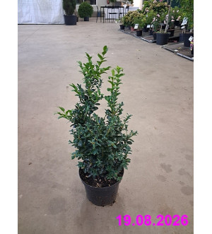 Buxus sempervirens C 2 L